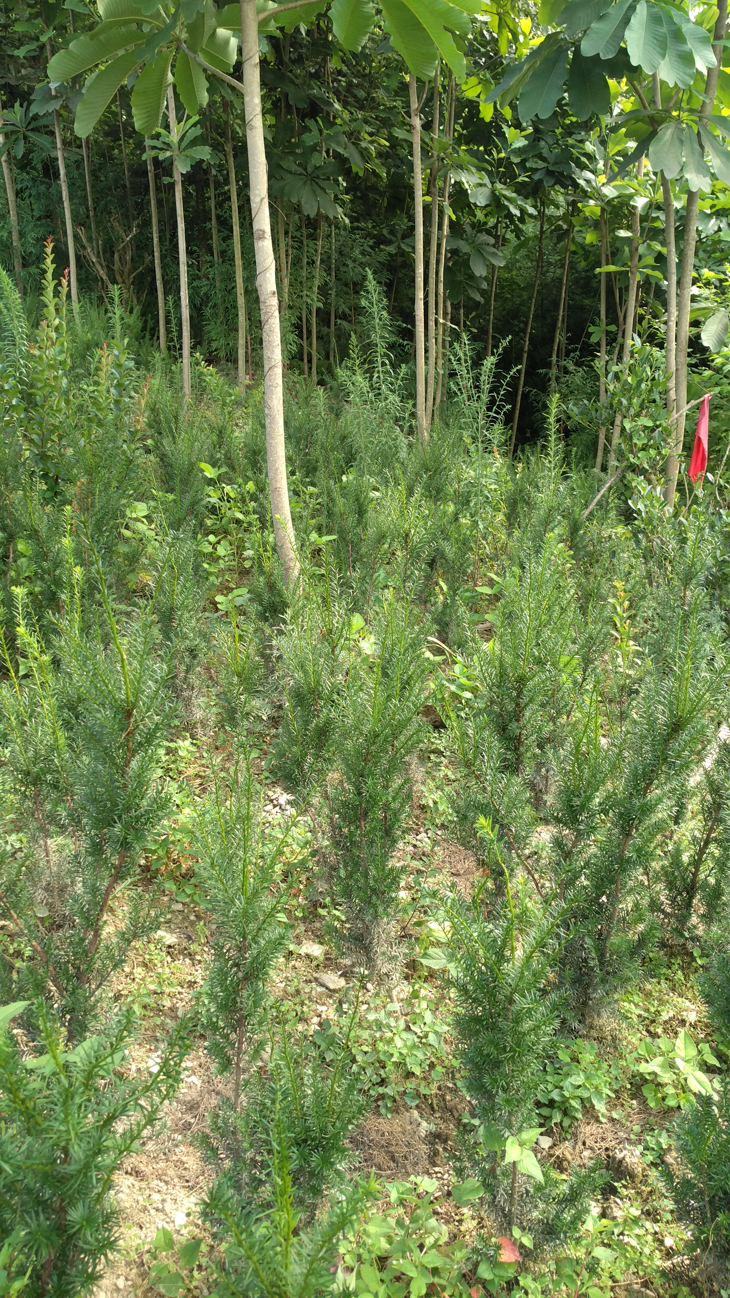 哪里在卖云木香种子种植基地