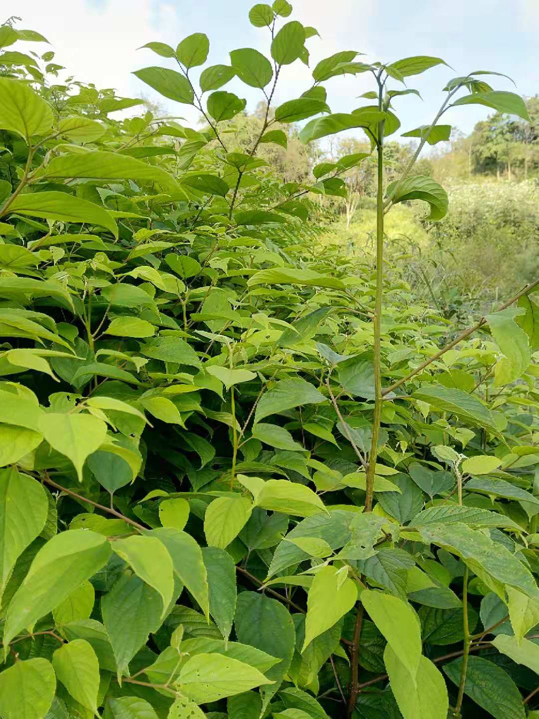 湖南省株洲市芦淞区万寿果苗苗木价格