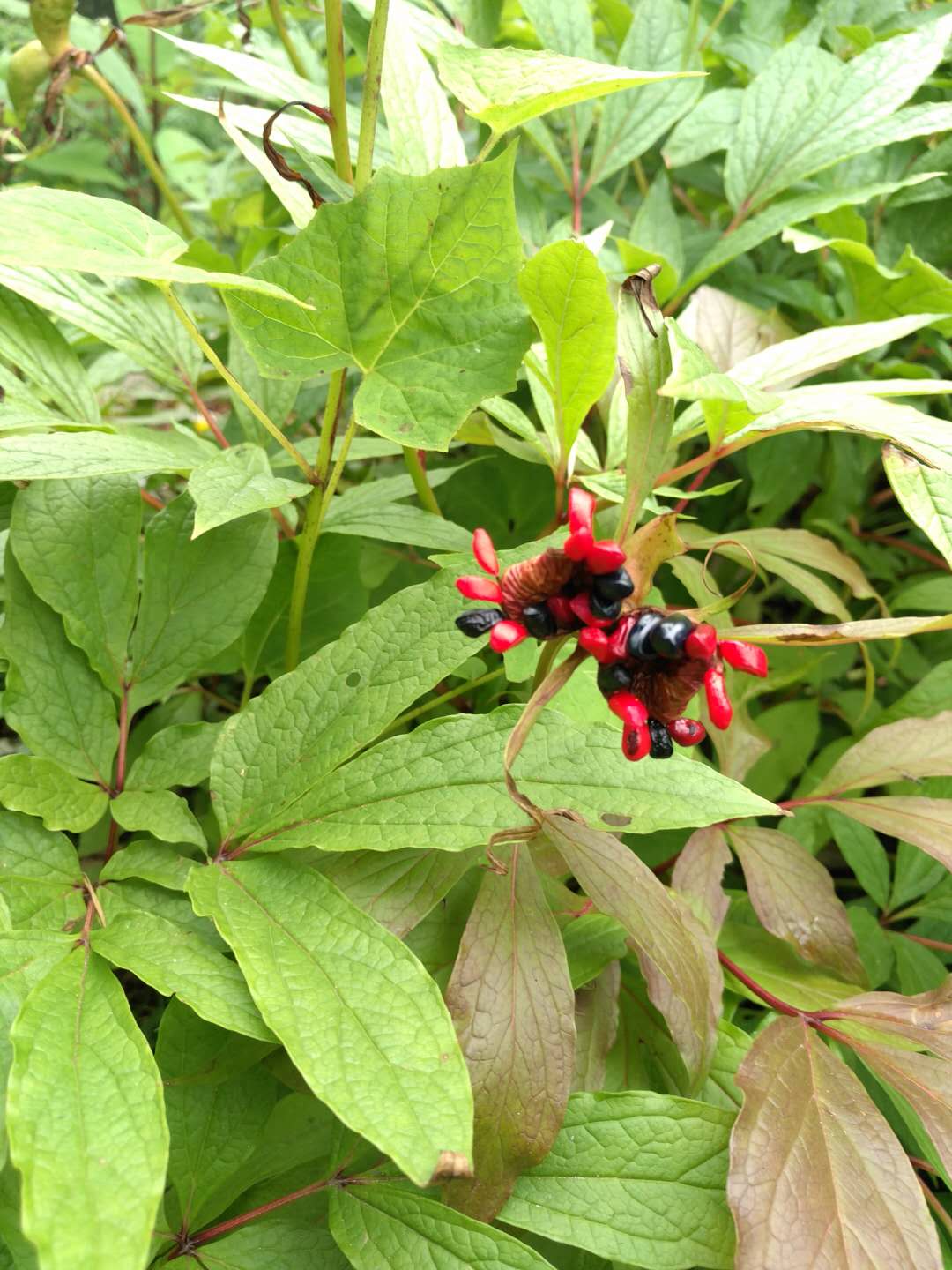 福建省南平市川赤芍种子基地