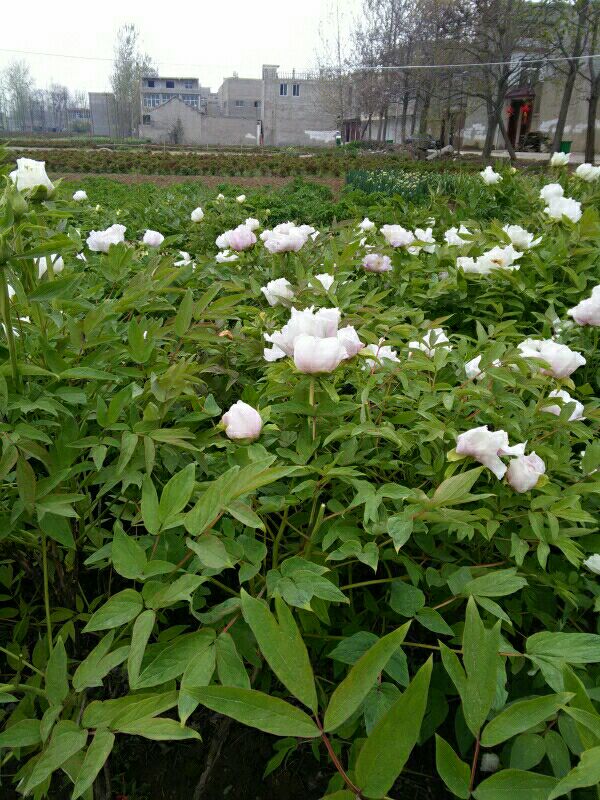 甘肃省平凉市芍药三年苗多少钱