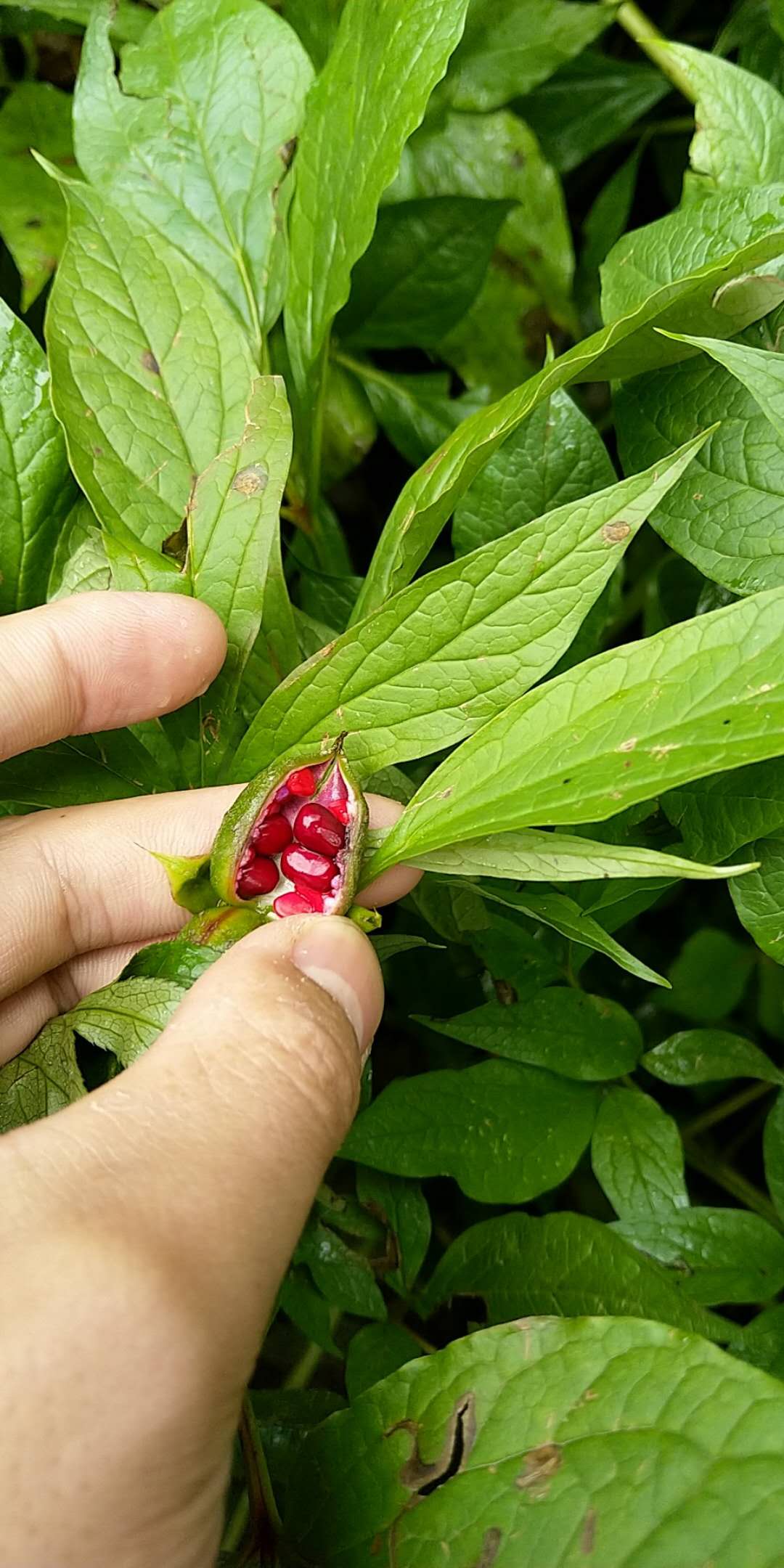 山东省市白芍苗多少钱一斤