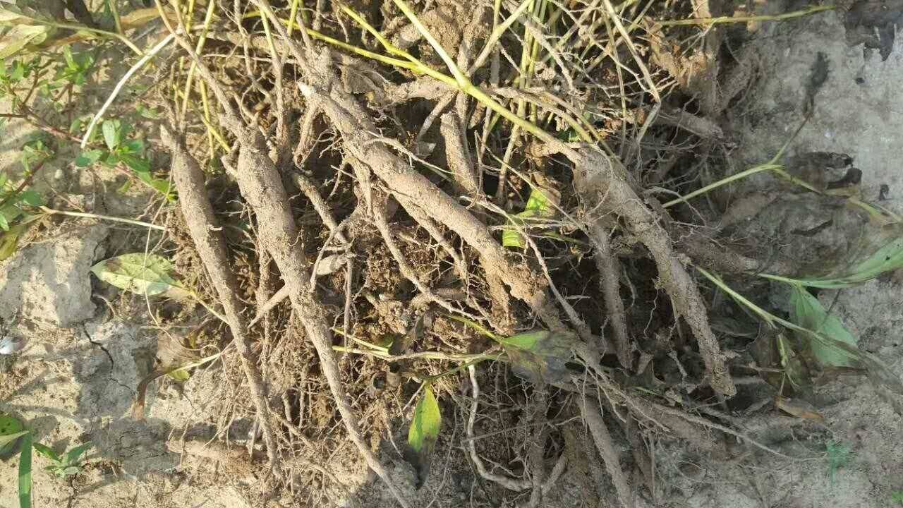 江苏省扬州市赤芍三年苗图片