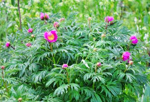 四川省达州市芍药花种子格