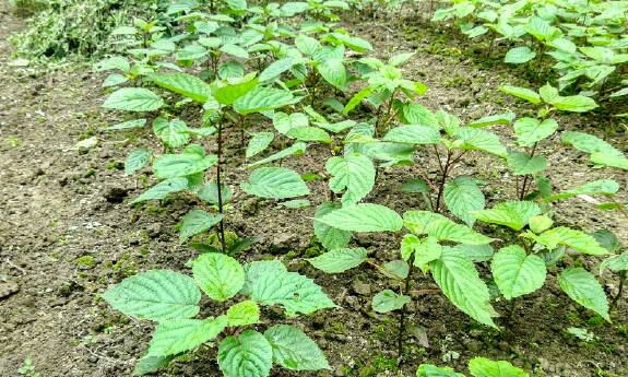 淮北市沙藏花种子供应