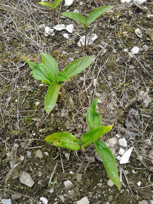 2019沙藏花种子销售