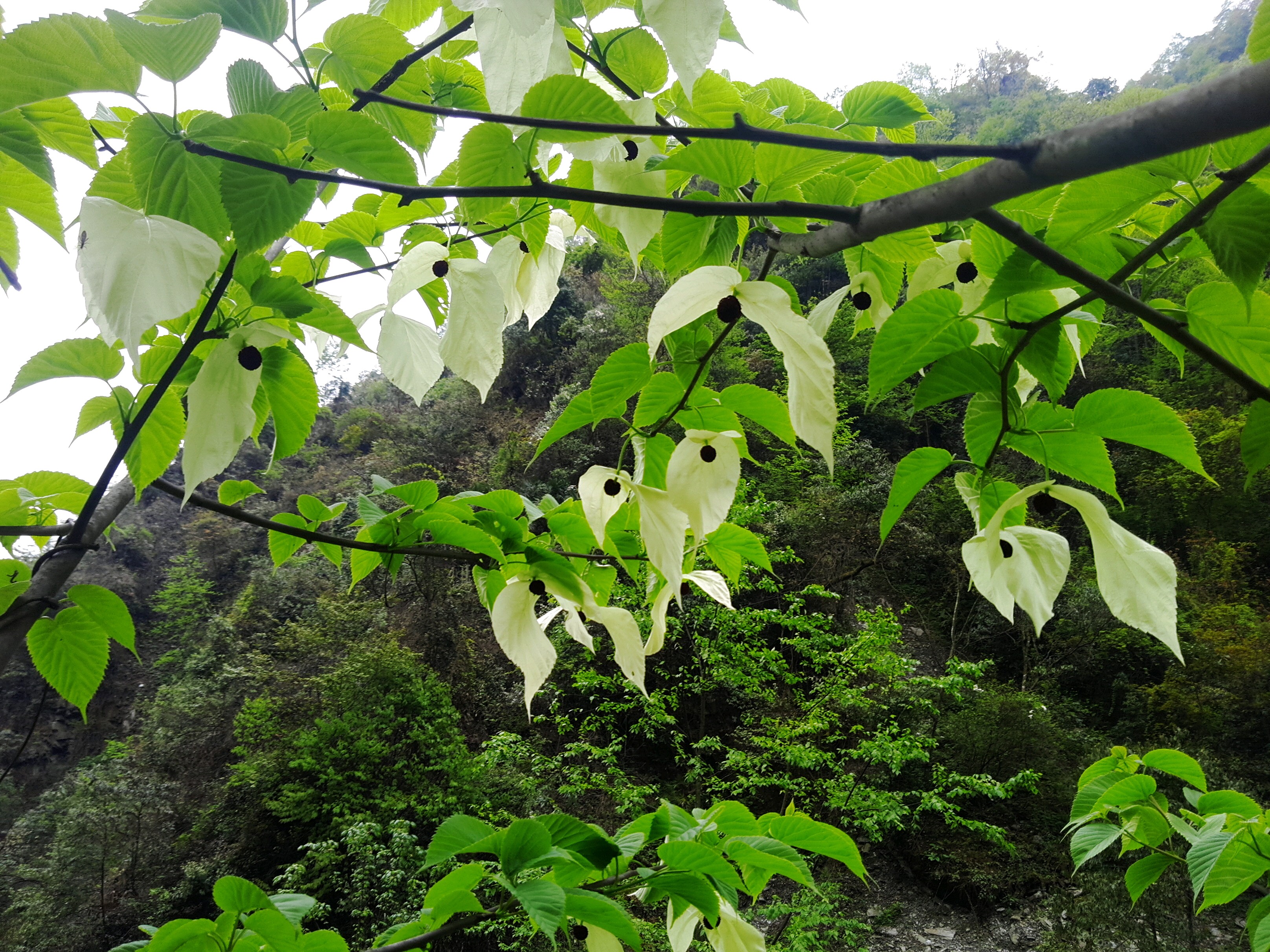 地径3公分花苗种植基地