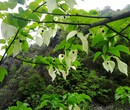 肇庆市鸽子花苗厂家图片