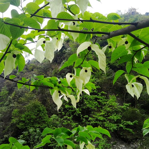 淮北市沙藏鸽子花种子供应