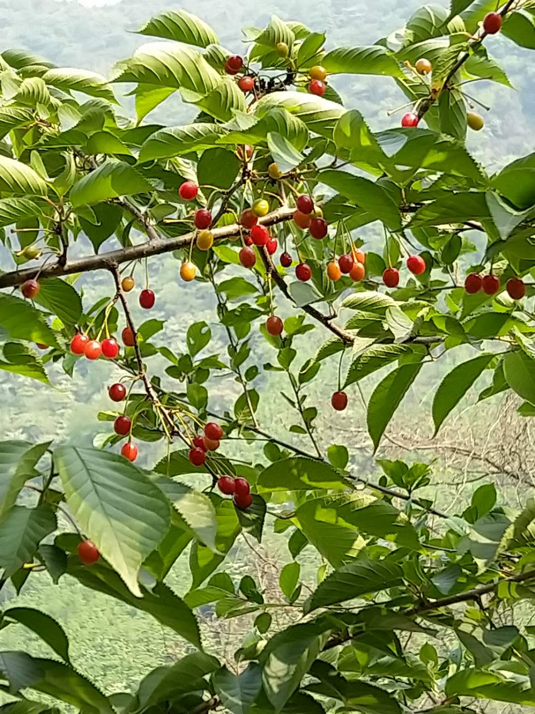 陕西省商洛市沙藏山樱桃种子种植基地
