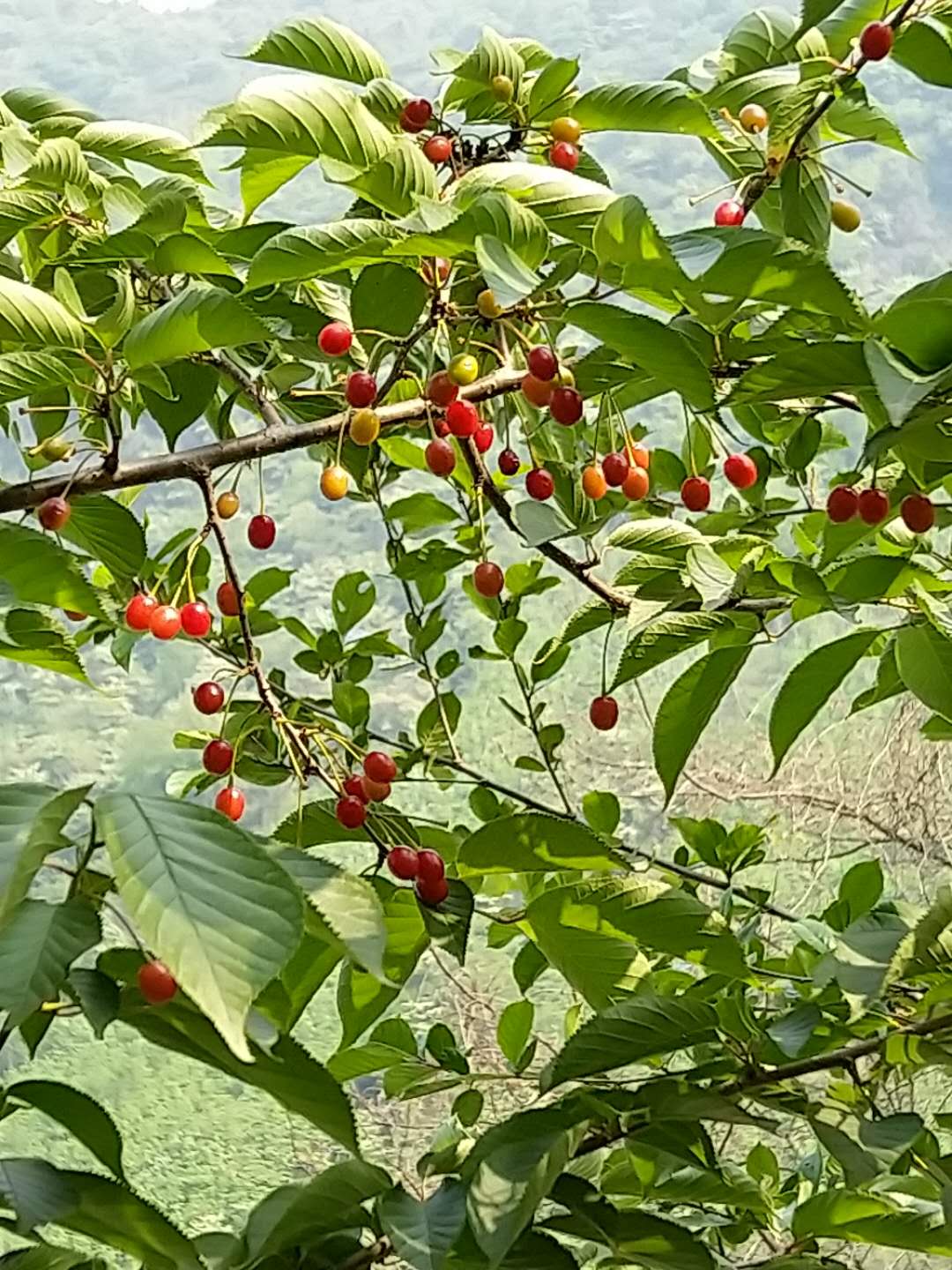 宜昌市五峰土家族自治县大樱桃砧木苗种植基地