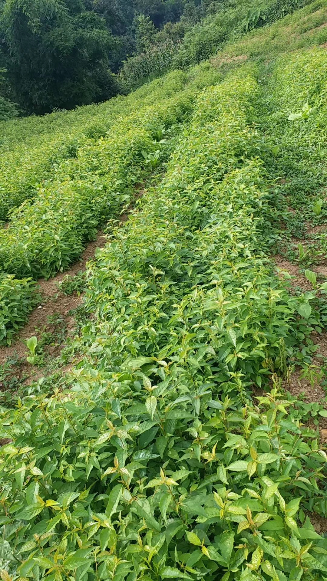 大青叶山樱桃种子基地