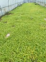 益陽市安化縣白芨苗在哪里