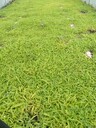 云南省昭通市鹽津縣白芨苗多少錢一斤
