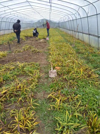 河南省平顶山市郏县白芨三年苗批发