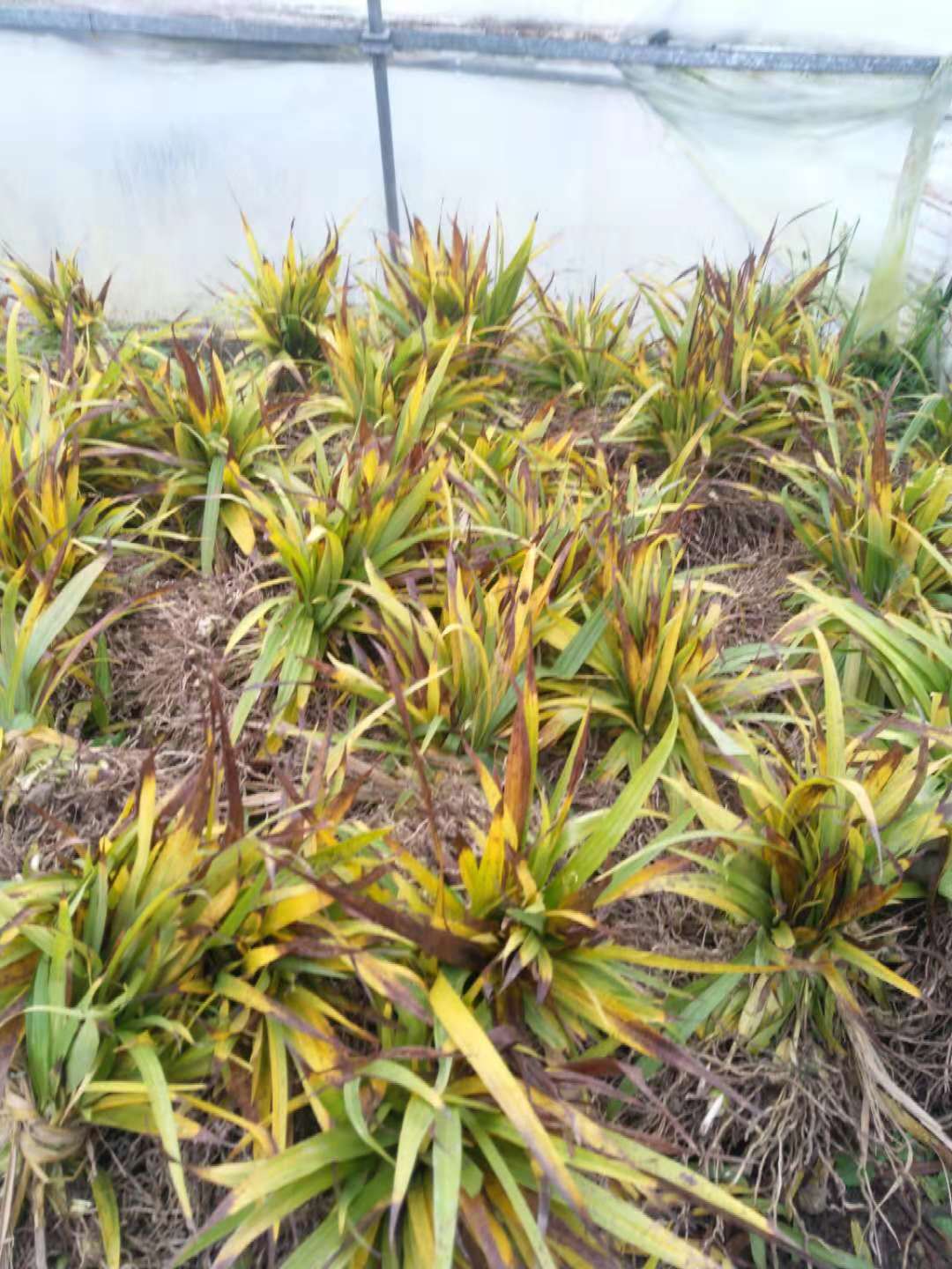 青海省海东地区民和回族土族自治县白芨苗种植基地报价