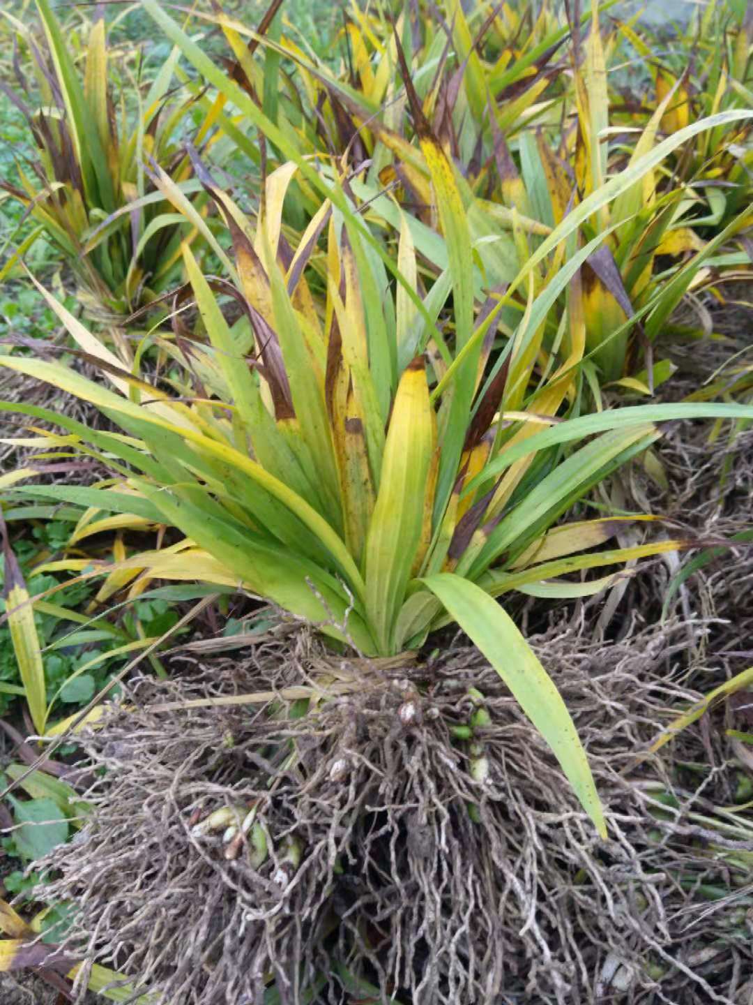 四川省广安市武胜县块茎白芨苗批发