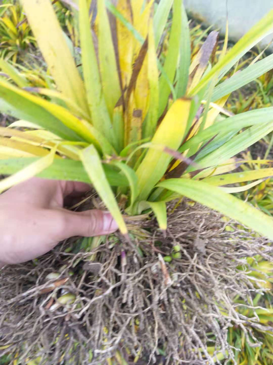 香港白芨小苗出售