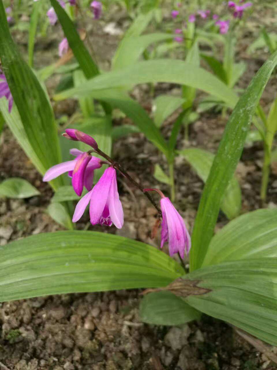 白芨小苗亩产量