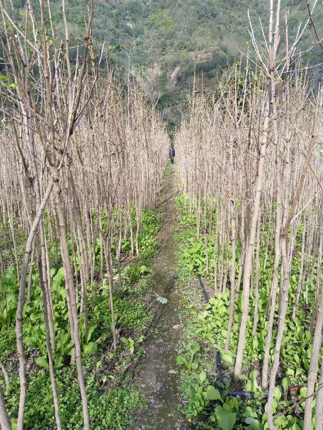 黑龙江省绥化市白果苗种植基地