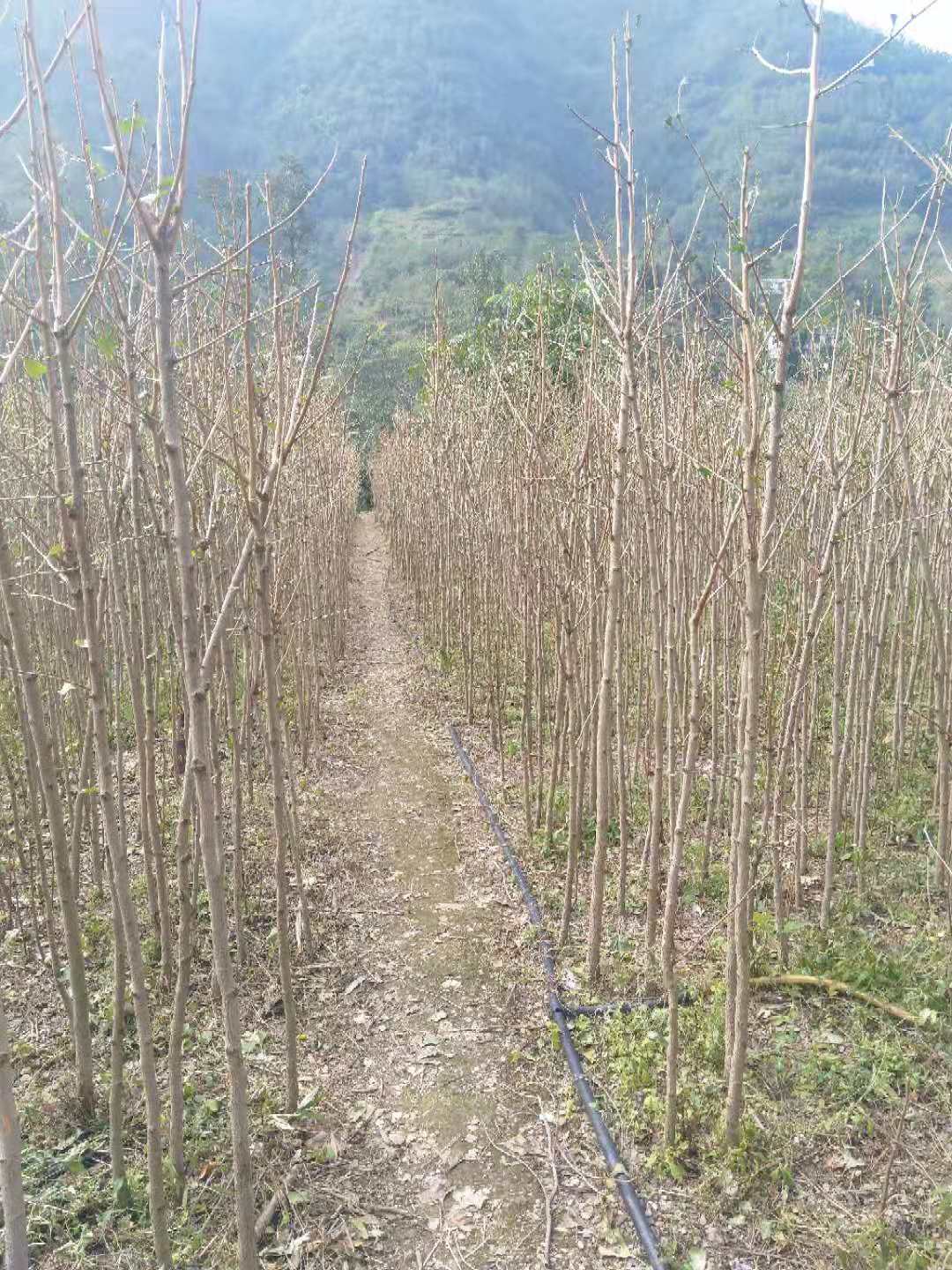 河南省焦作市银杏苗种植基地