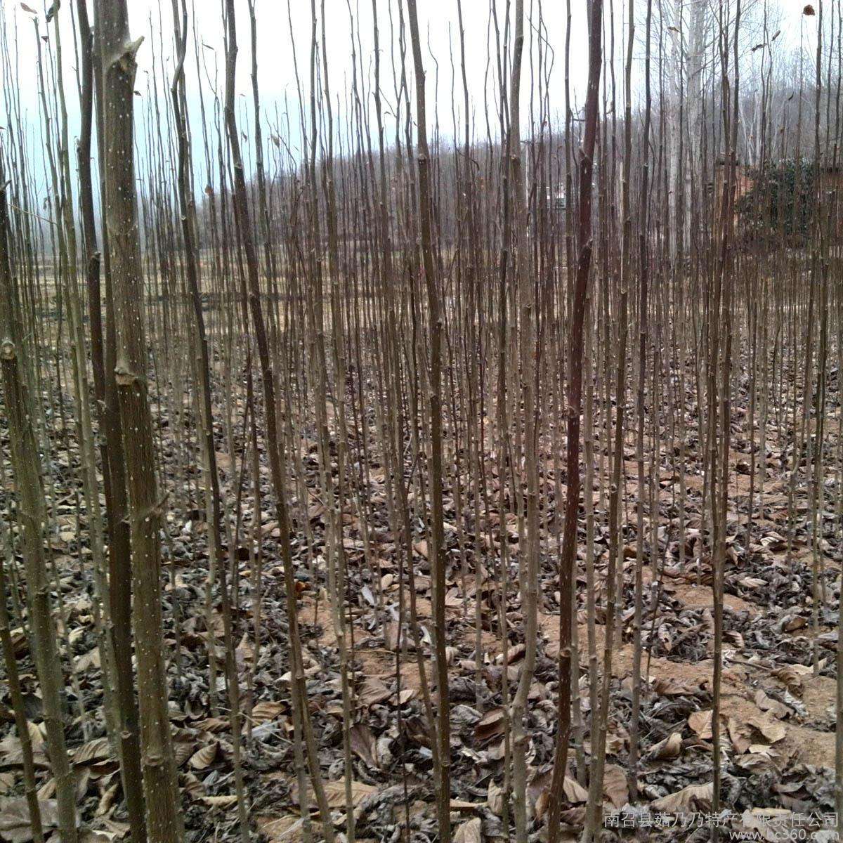 可信賴的辛夷花種子種植基地