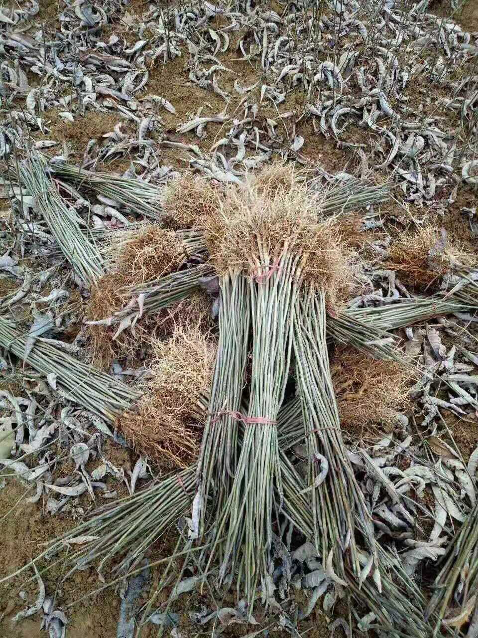 怎么挑选紫油厚朴苗种植基地