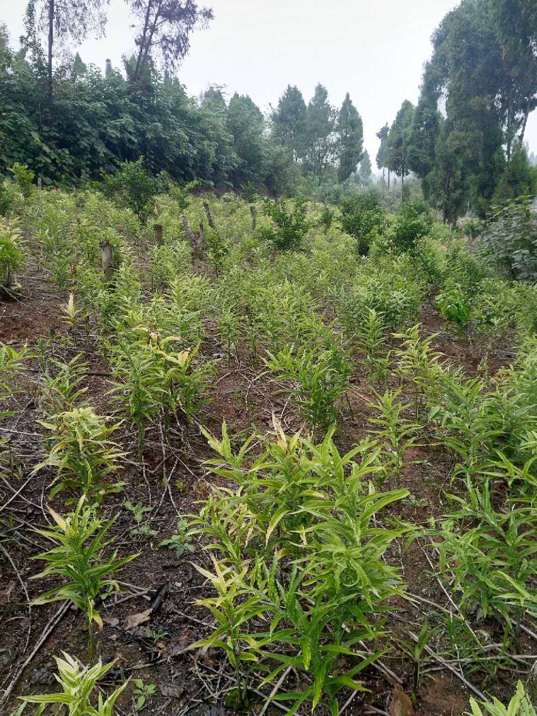 哪里有川黄精种子种植几年