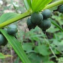 黃精批發(fā)價(jià)是多少