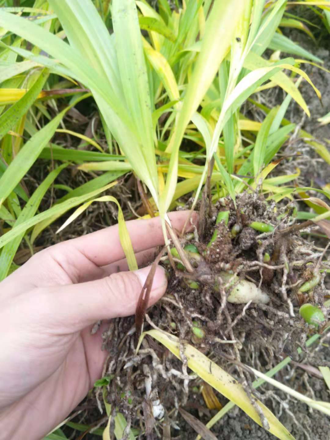 什么地方种植白芨苗种植技术