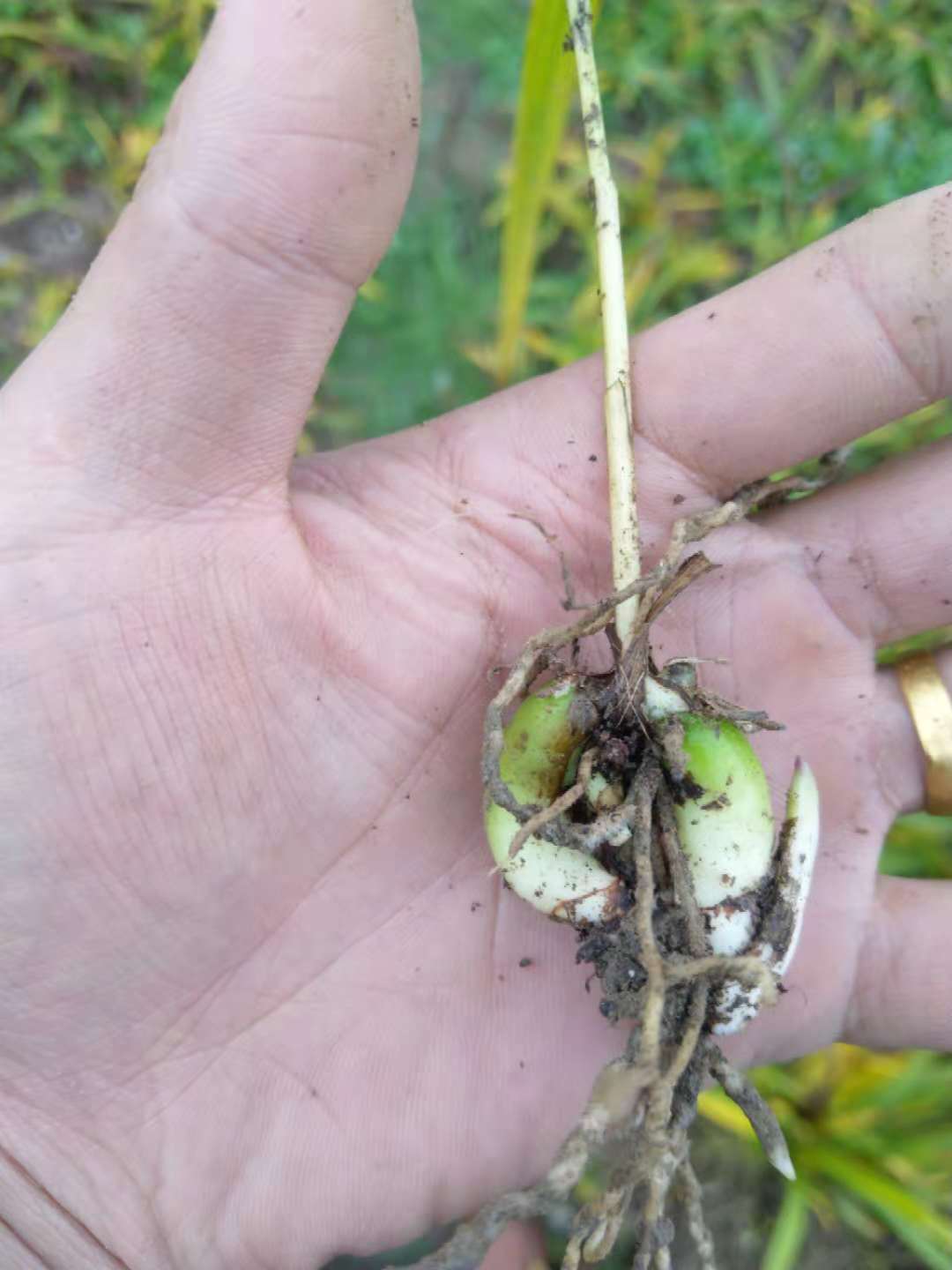 什么地方种植三叉紫花白芨苗批发