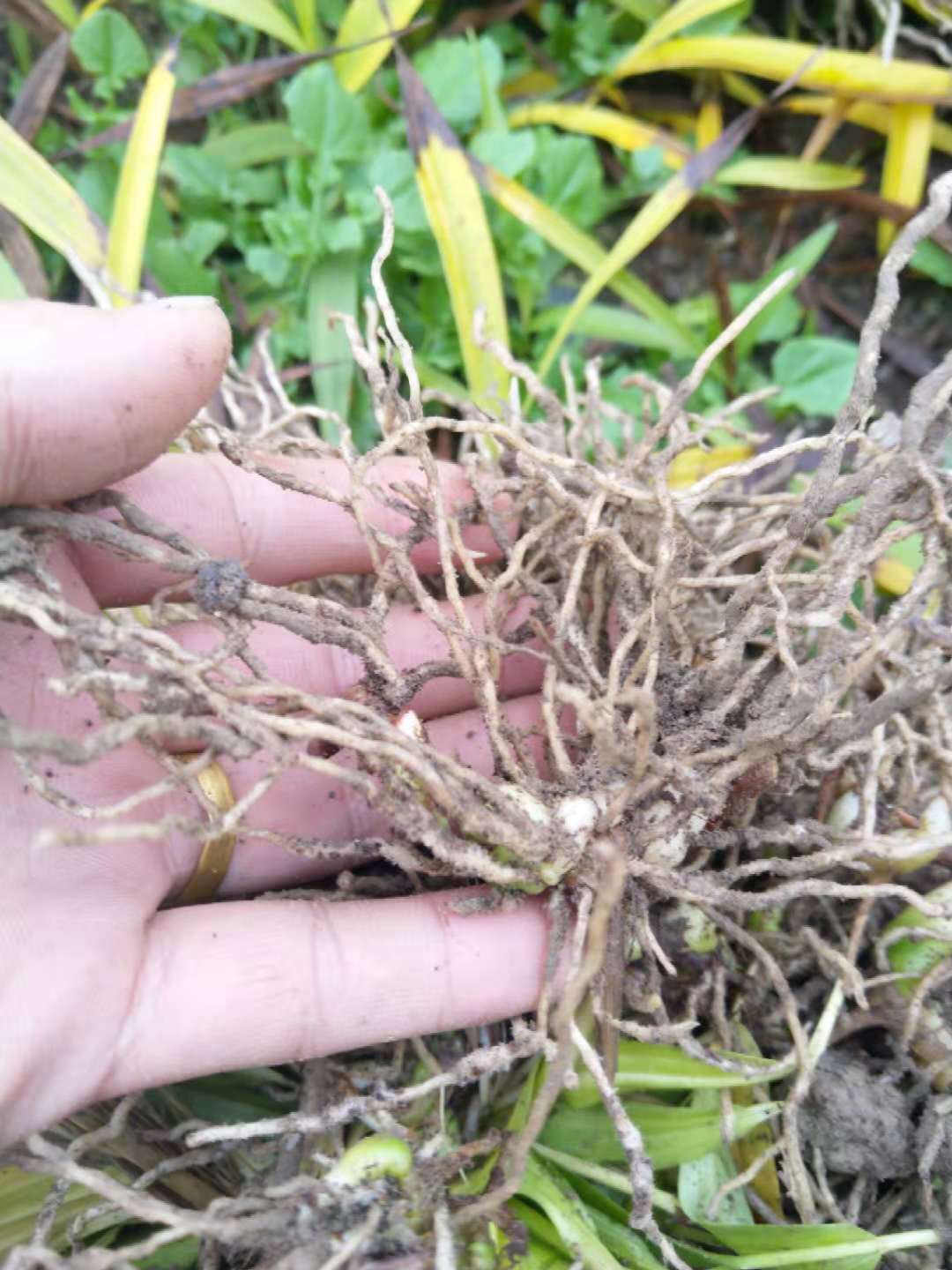 丘陵种植白芨小苗