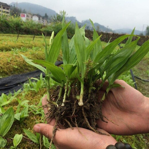 山区种植白芨小苗多少钱一苗