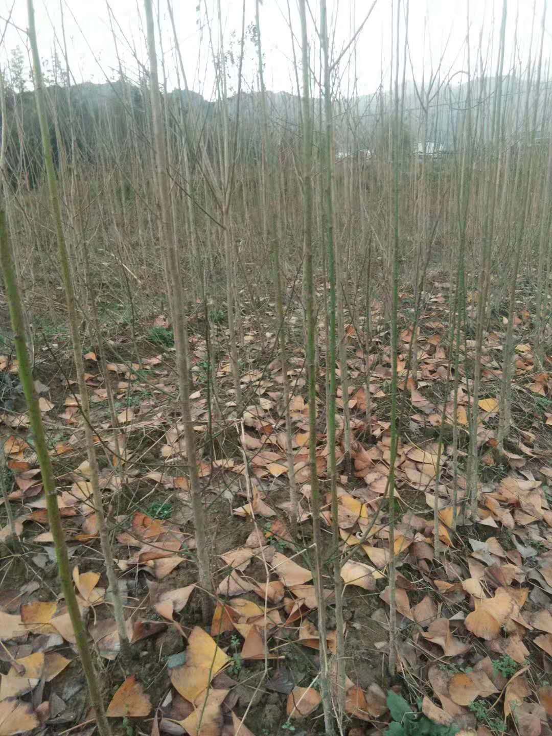 湖南省衡阳市乌梅小苗格