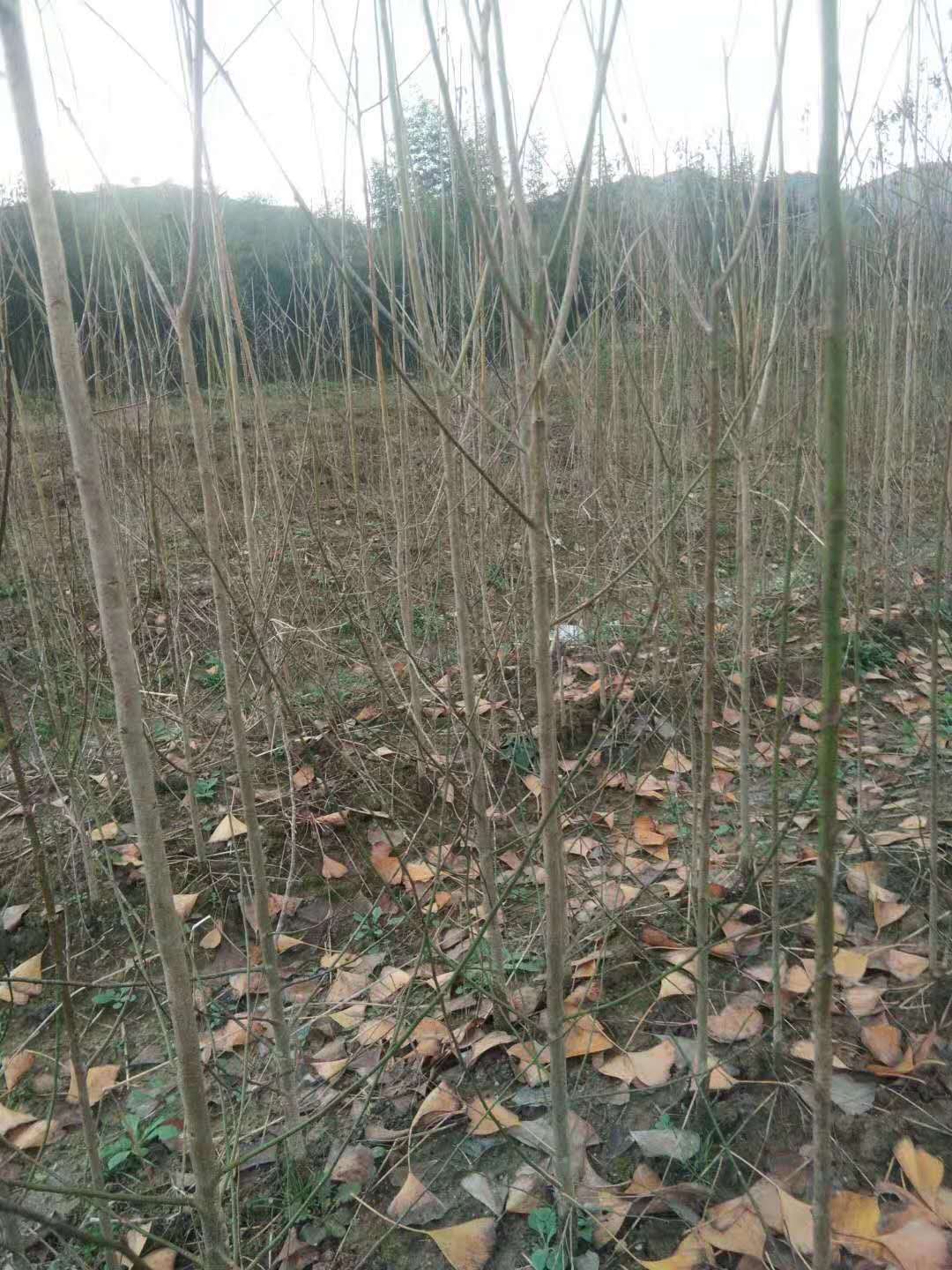 四川省成都市青梅苗种植技术