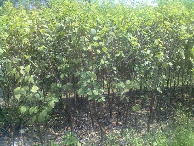 云南省普洱市梅子树种子多少钱一斤