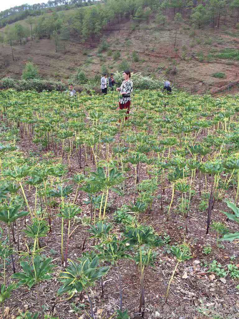 湖南省長沙市農民深山挖出一窩巨型黃精苗，能賣1000元！