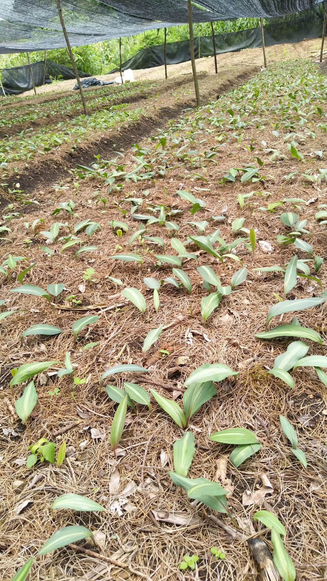 广西壮族自治区百色市农民深山挖出一窝巨型黄精苗，能卖1000元！