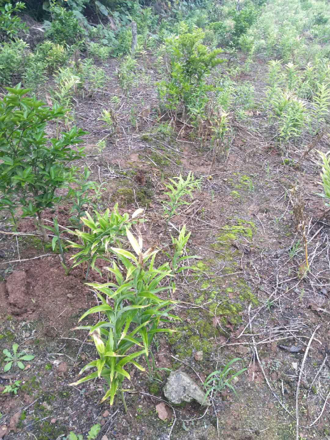 广西壮族自治区百色市农民深山挖出一窝巨型黄精苗，能卖1000元！