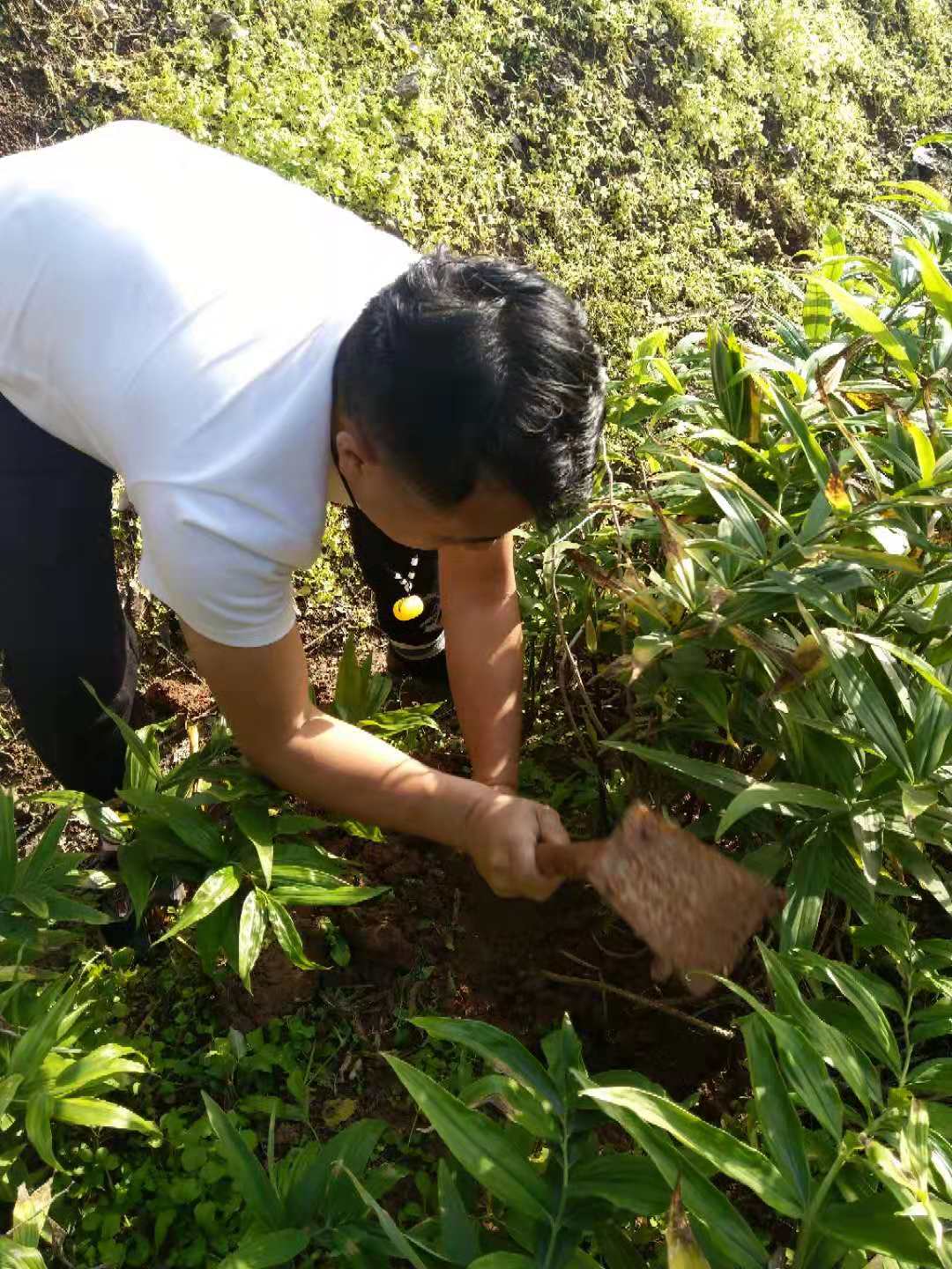 云南省临沧市农民深山挖出一窝巨型黄精苗，能卖1000元！