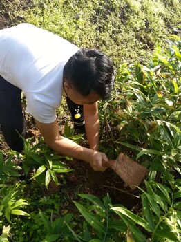 贵州省黔东南苗族侗族自治州农民深山挖出一窝巨型黄精苗，能卖1000元！