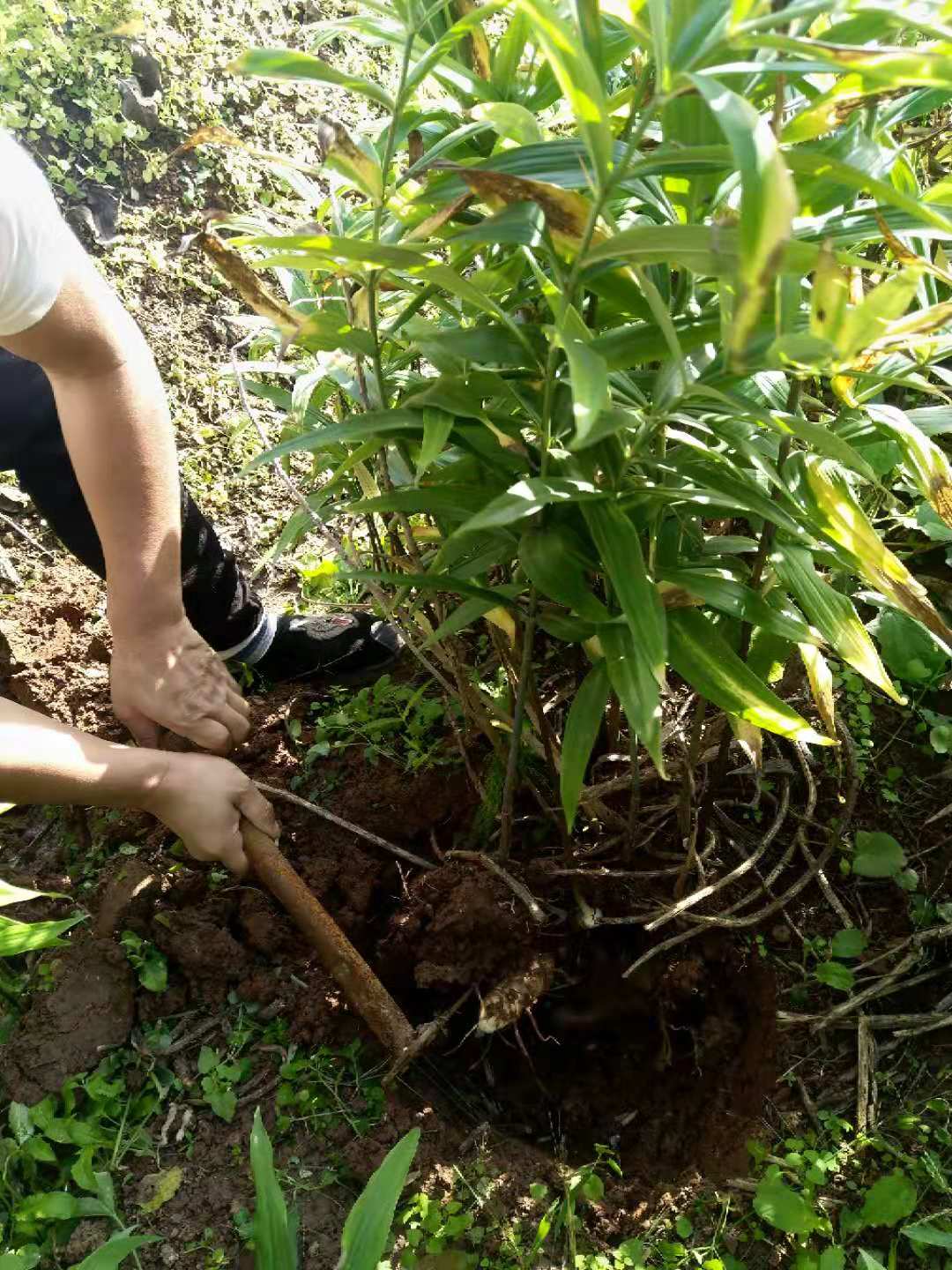 青海省玉树藏族自治州农民深山挖出一窝巨型黄精苗，能卖1000元！