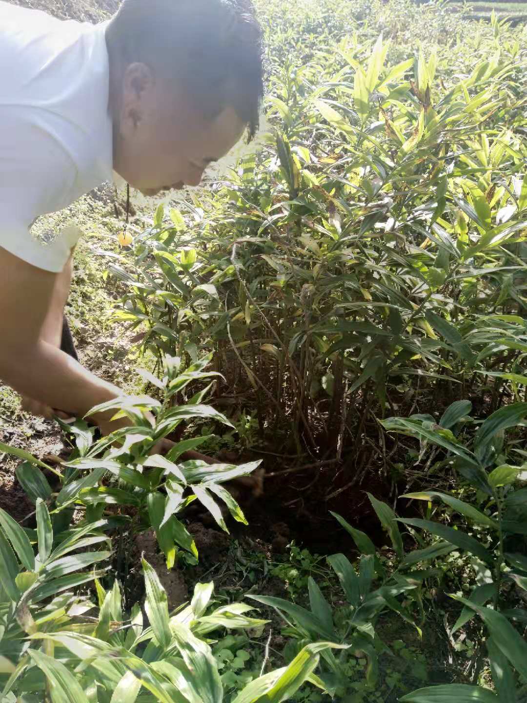 湖南省長沙市農民深山挖出一窩巨型黃精苗，能賣1000元！