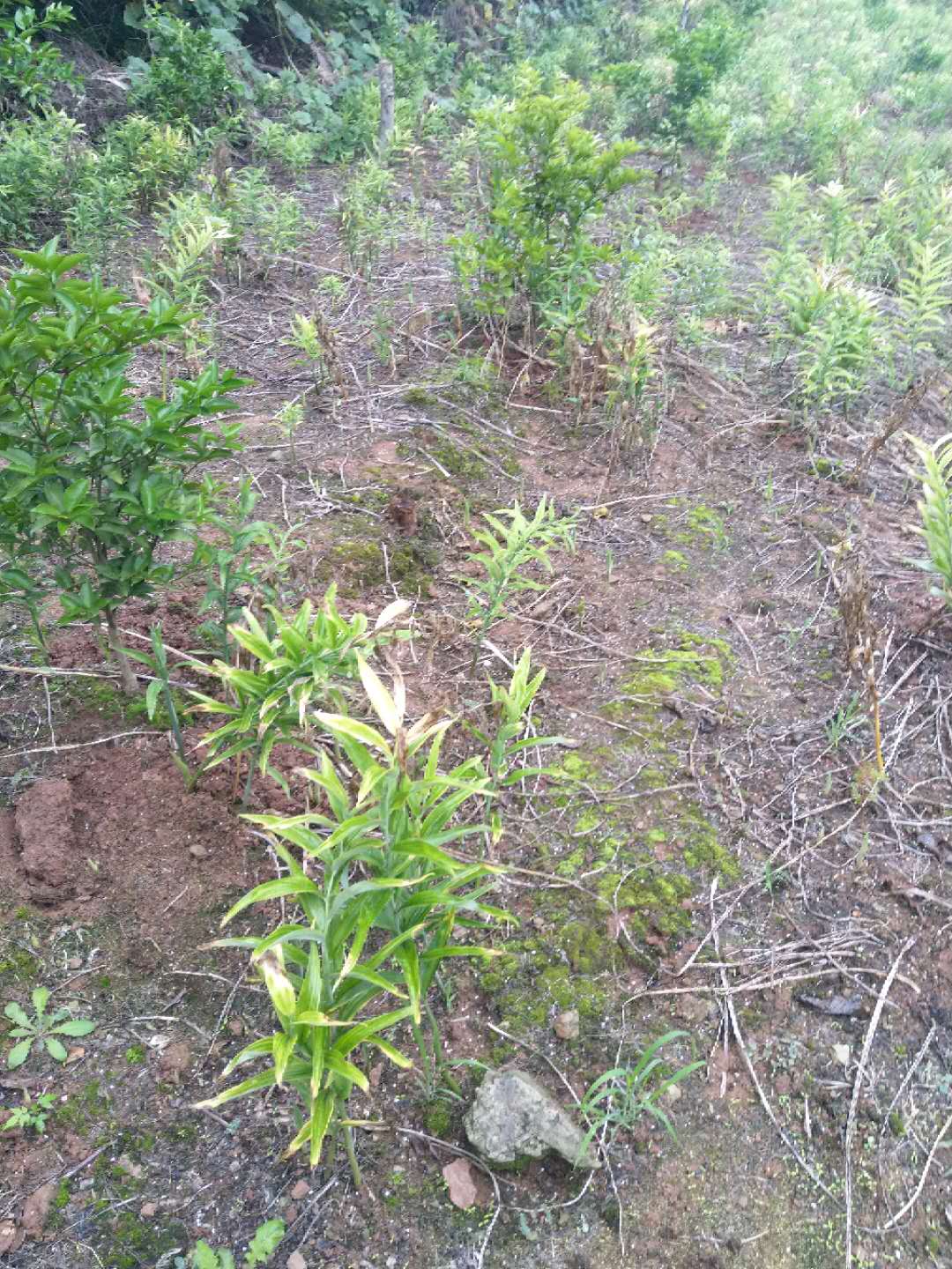 广西壮族自治区百色市农民深山挖出一窝巨型黄精苗，能卖1000元！