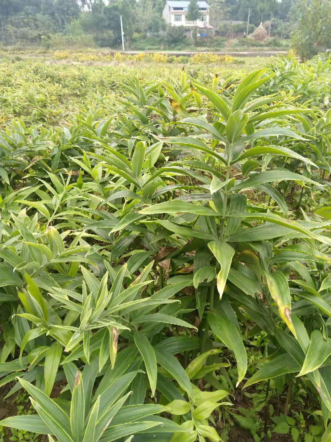 青海省海西蒙古族藏族自治州农民深山挖出一窝巨型黄精苗，能卖1000元！