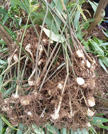 湖南省長沙市農民深山挖出一窩巨型黃精苗，能賣1000元！
