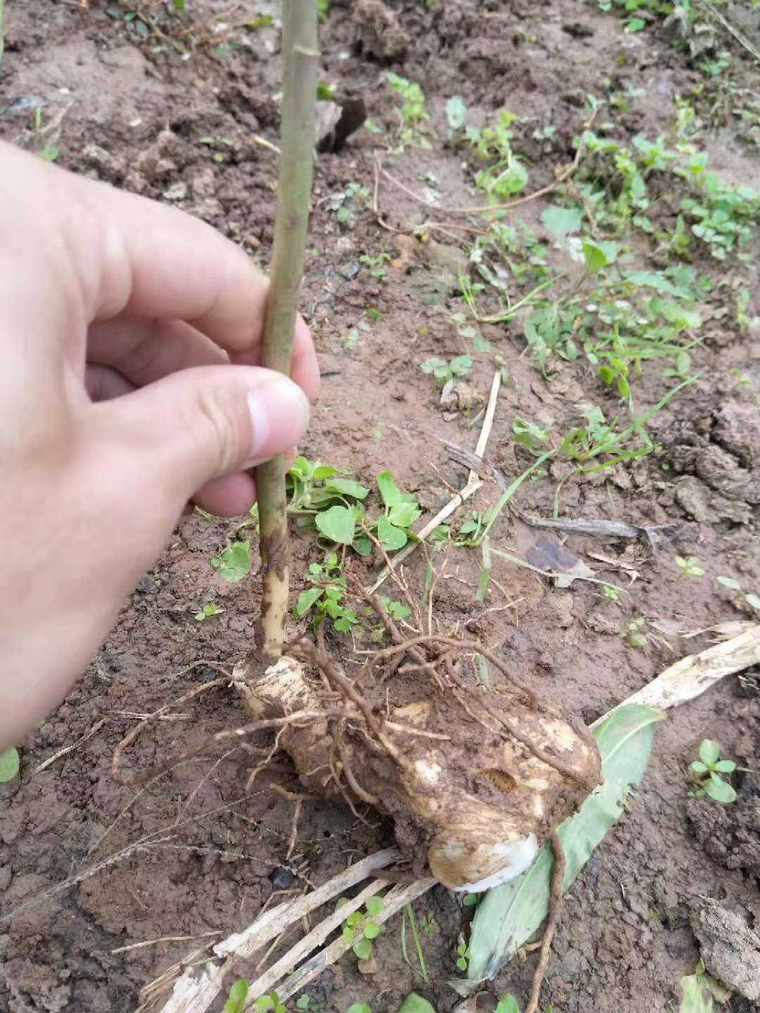 青海省海西蒙古族藏族自治州农民深山挖出一窝巨型黄精苗，能卖1000元！