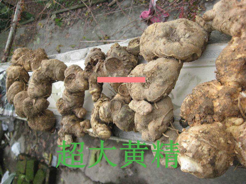 四川省雅安市農民深山挖出一窩巨型黃精苗，能賣1000元！
