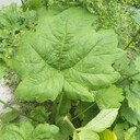 川大黃苗種植幾年可以收獲賣錢？