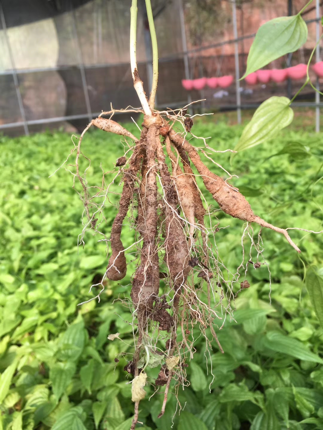 湖北省荆门市黄精苗怎么卖