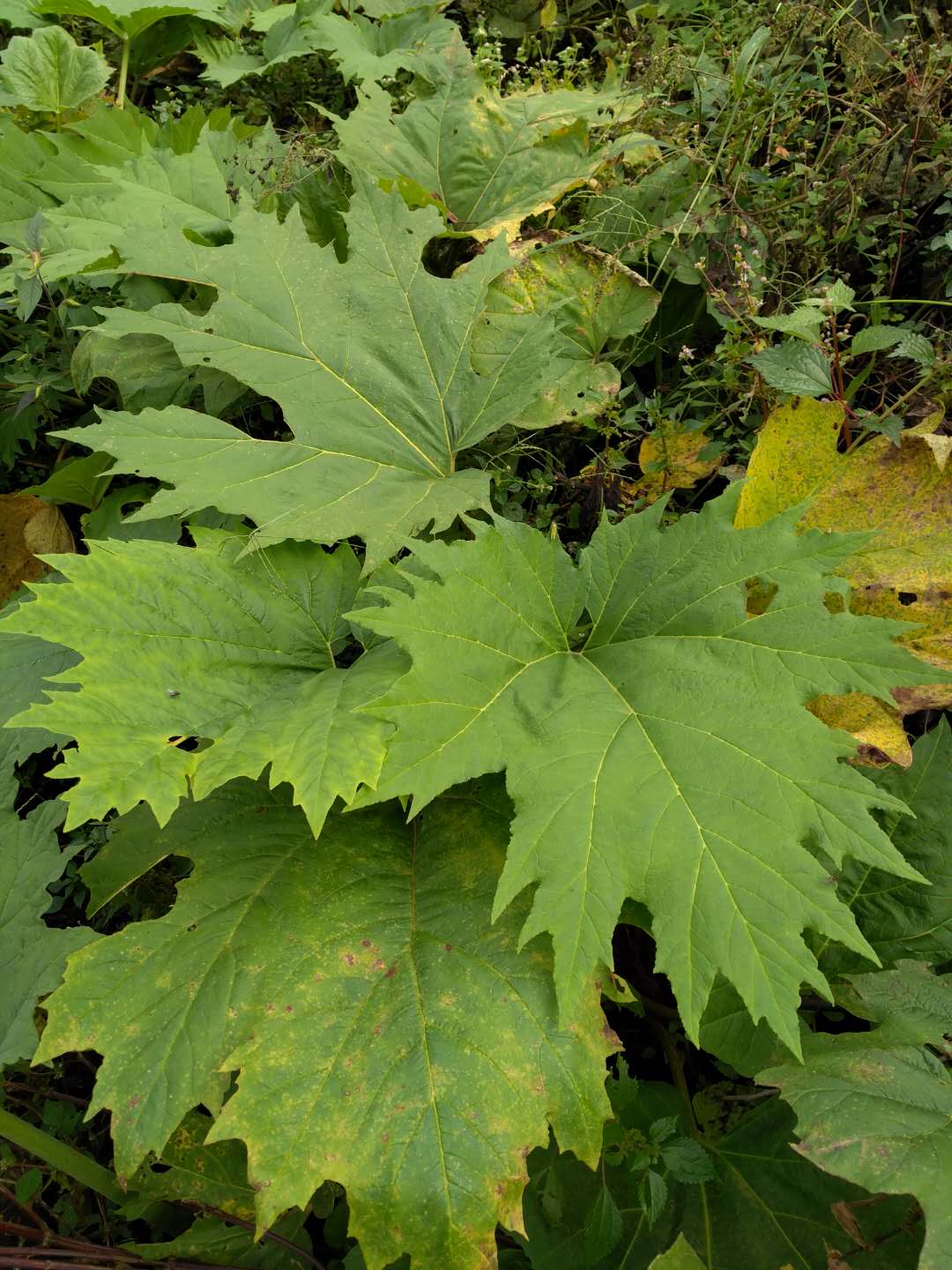 一亩地种植多少株大黄种籽种植基地